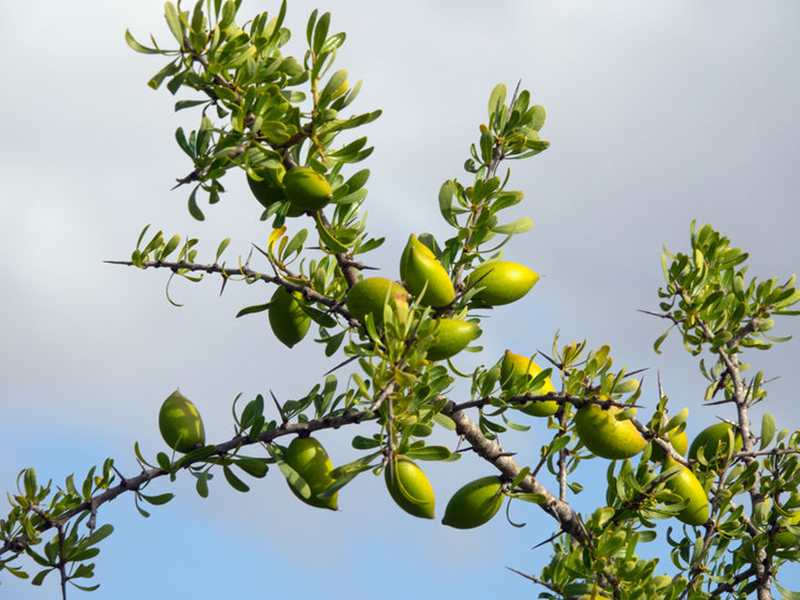 Green argan nuts on the tree